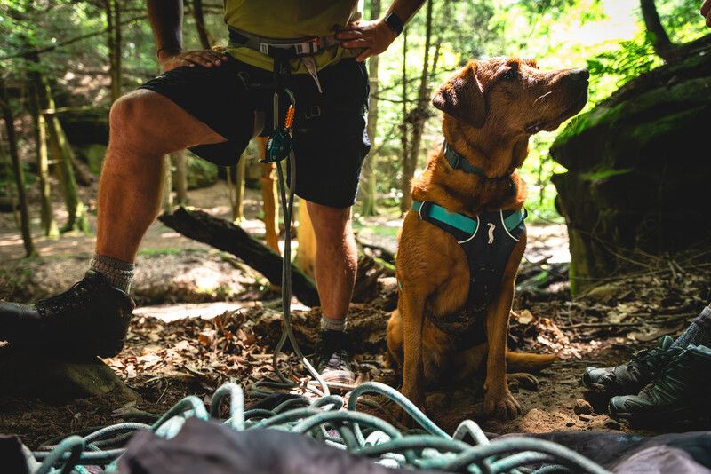 Легкая шлейка для собак Ruffwear Flagline™ XS 43-56 см Серый 30747 фото, изображение