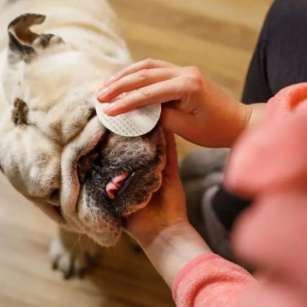 Салфетки для гигиены складочек бульдога Eye Envy Bulldog Wipes 60 шт 26978 фото, изображение