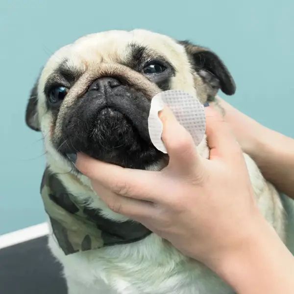 Серветки для гігієни складочок бульдога Eye Envy Bulldog Wipes 60 шт 26978 фото, зображення