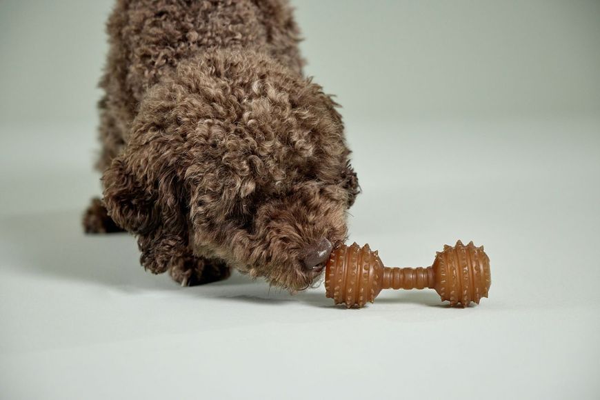 Іграшка гантель для чищення зубів собак Wolters Pure Nature Dental Dumbbell L натуральний каучук 28107 фото, зображення