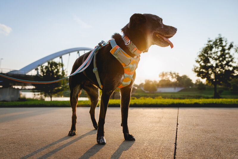 Повсякденний повідець для собак Ruffwear Front Range™ Оранжево-сірий 30910 фото, зображення