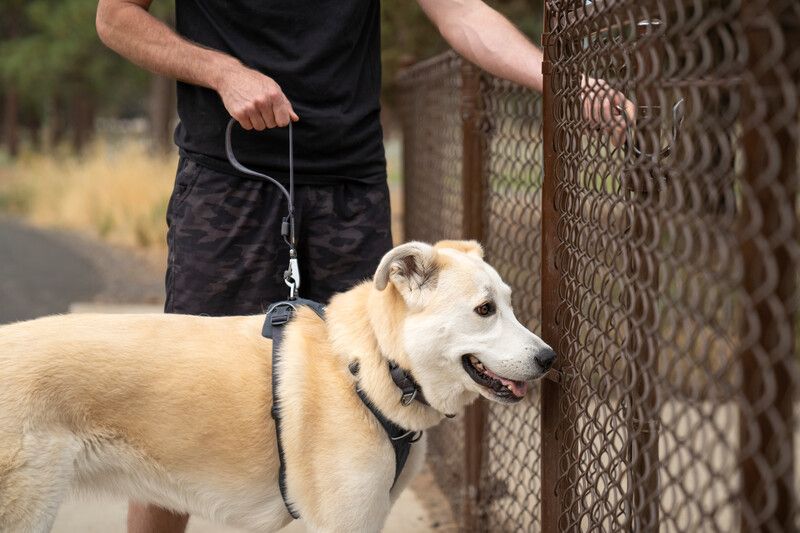 Короткий повідець для собак Ruffwear Front Range™ Сірий 30911 фото, зображення