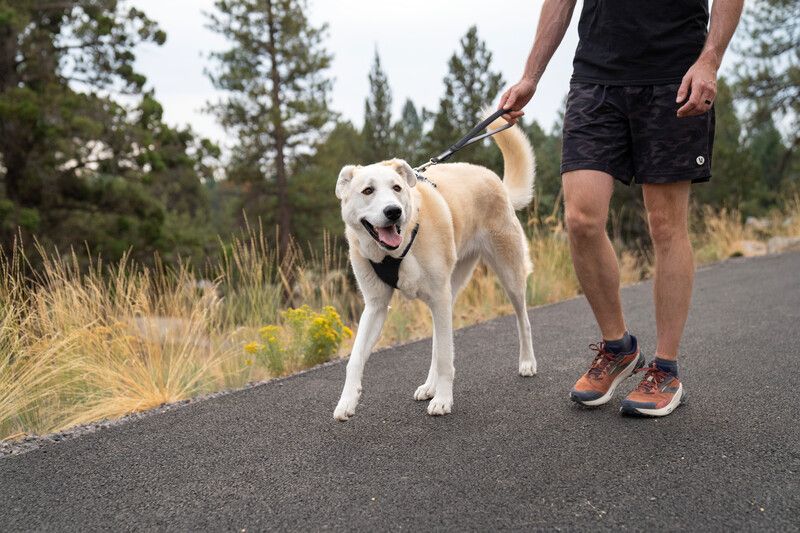 Короткий повідець для собак Ruffwear Front Range™ Сірий 30911 фото, зображення