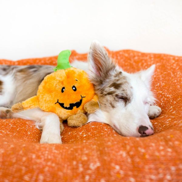 М'яка іграшка для собак Хеллоуїн гарбуз ZippyPaws Brainey Pumpkin з пищалкою 28503 фото, зображення