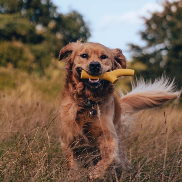 Іграшка з отвором для ласощів для собак Beco Pets Super Stick Помаранчевий 31351 фото, зображення