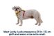 Полегшена шлейка для собак Ruffwear Hi & Light™ M 69-81 см Жовтий 30828 фото 3 зображення