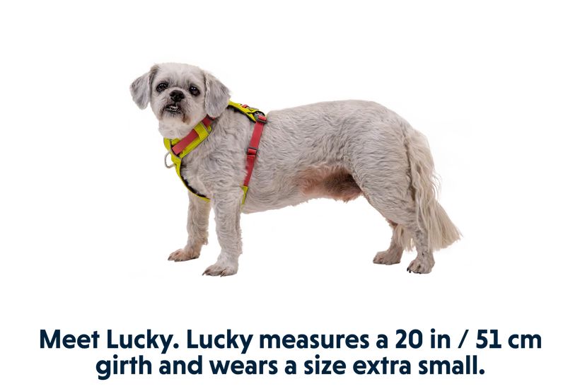 Полегшена шлейка для собак Ruffwear Hi & Light™ M 69-81 см Жовтий 30828 фото, зображення