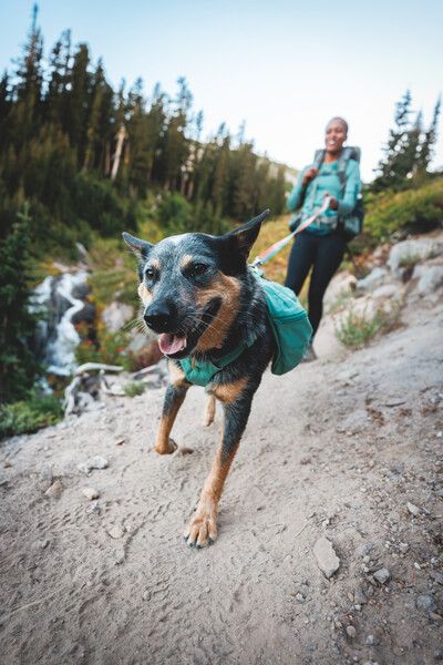 Шлейка-рюкзак для собак Ruffwear Front Range™ XS Зелений 30981 фото, зображення