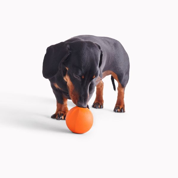 Игрушка мячик с отверстием для вкусняшек для собак Beco Pets Fetch Ball Оранжевый 31353 фото, изображение