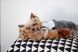 М'яка іграшка для собак бурундук ZippyPaws Jigglerz Chipmunk з пищалкою 28498 фото 3 зображення
