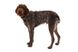 Повсякденна шлейка для собак Ruffwear Front Range® XXS 33-43 см Сіро-коричневий 30786 фото 7 зображення