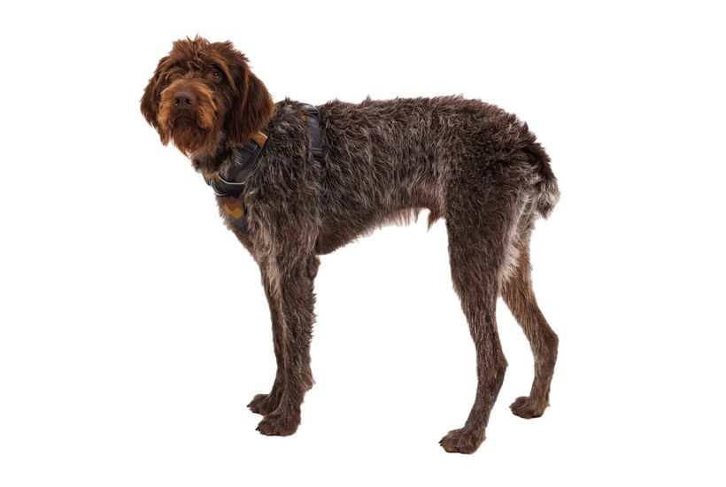 Повсякденна шлейка для собак Ruffwear Front Range® XXS 33-43 см Сіро-коричневий 30786 фото, зображення